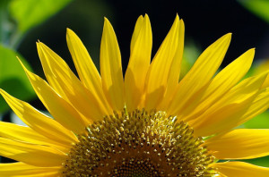 sunflower　上大岡のヒマワリ（向日葵）
