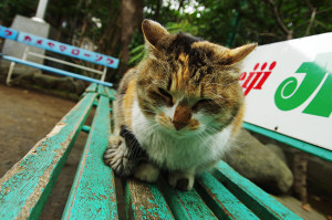 江の島神社の猫