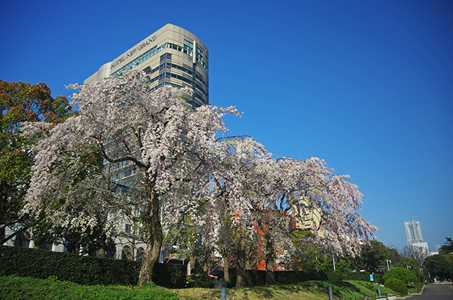 横浜の桜　ホテルニューグランド前のしだれ桜