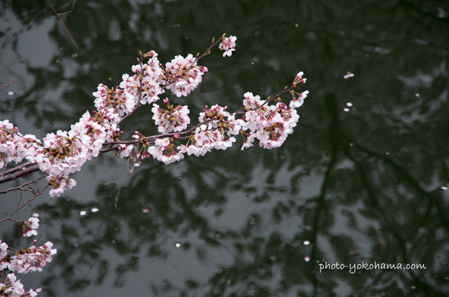 大岡川の桜160402-11