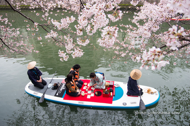 桜の下の茶会　大岡川の春