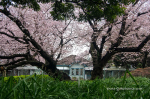 横浜山手68番館の桜 2016